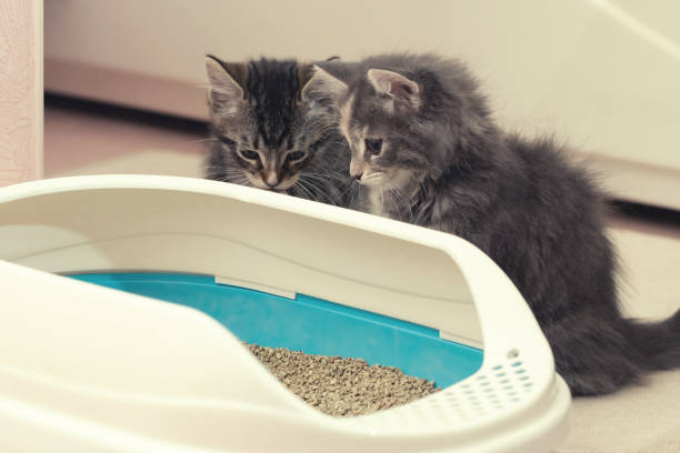 Cat Litter Box Market