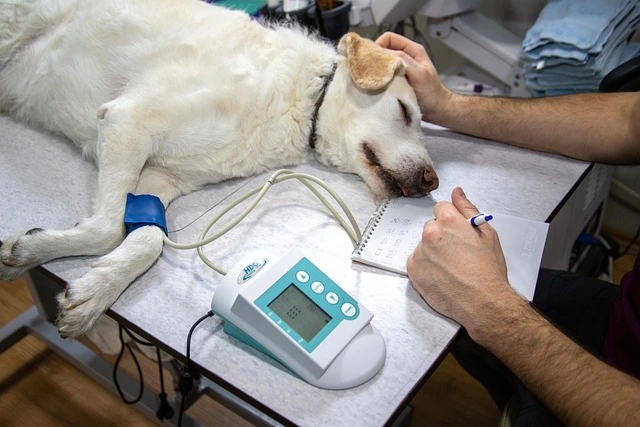 Global Veterinary Electrocardiograms Market