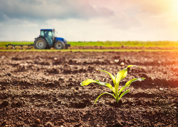 Grain Farming Market