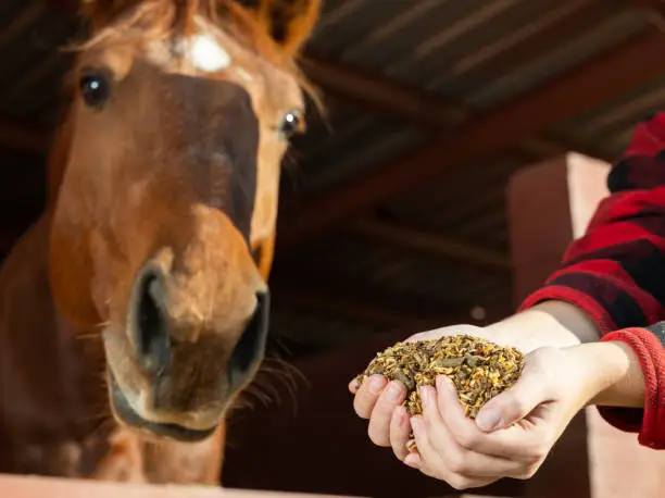 Horse Feed Market